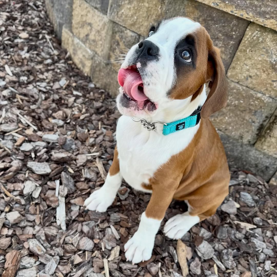 Bruno