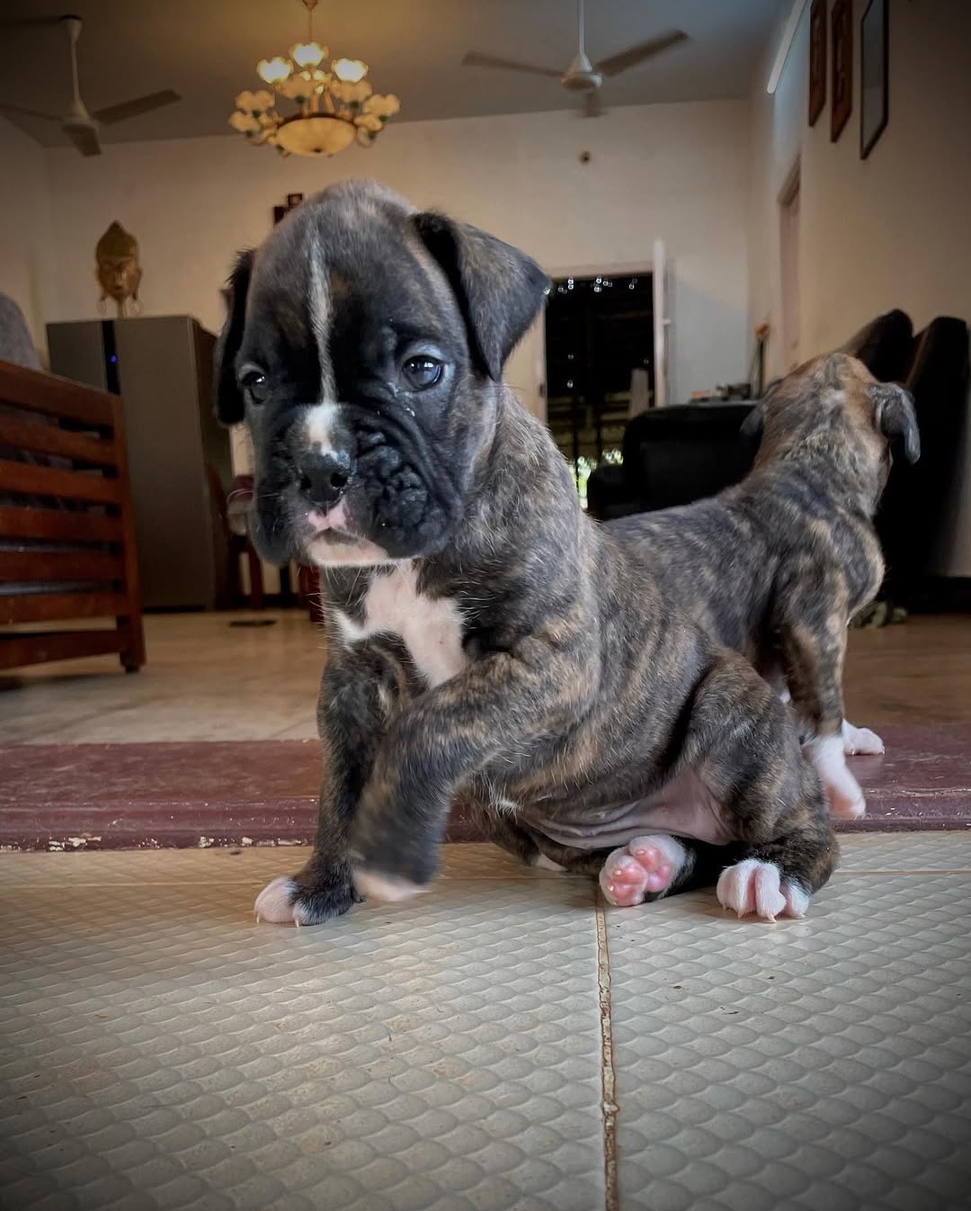 Rex