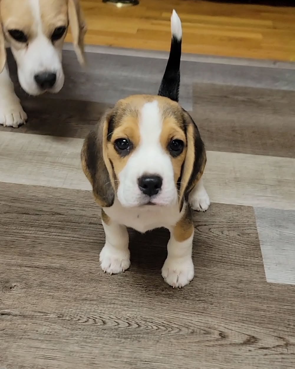 Duke