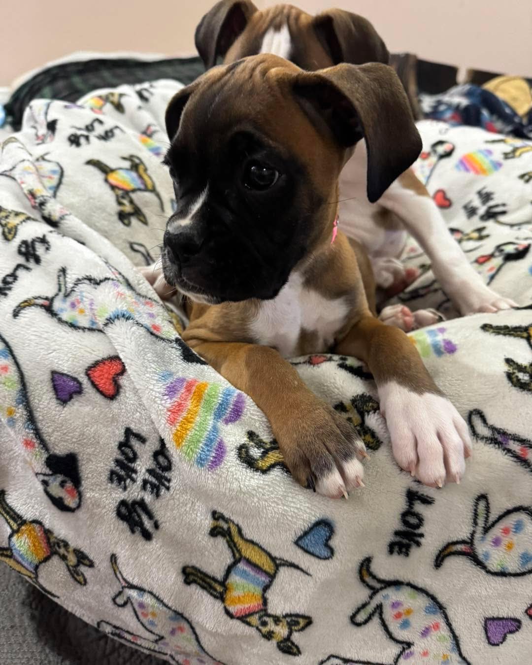 Maggie